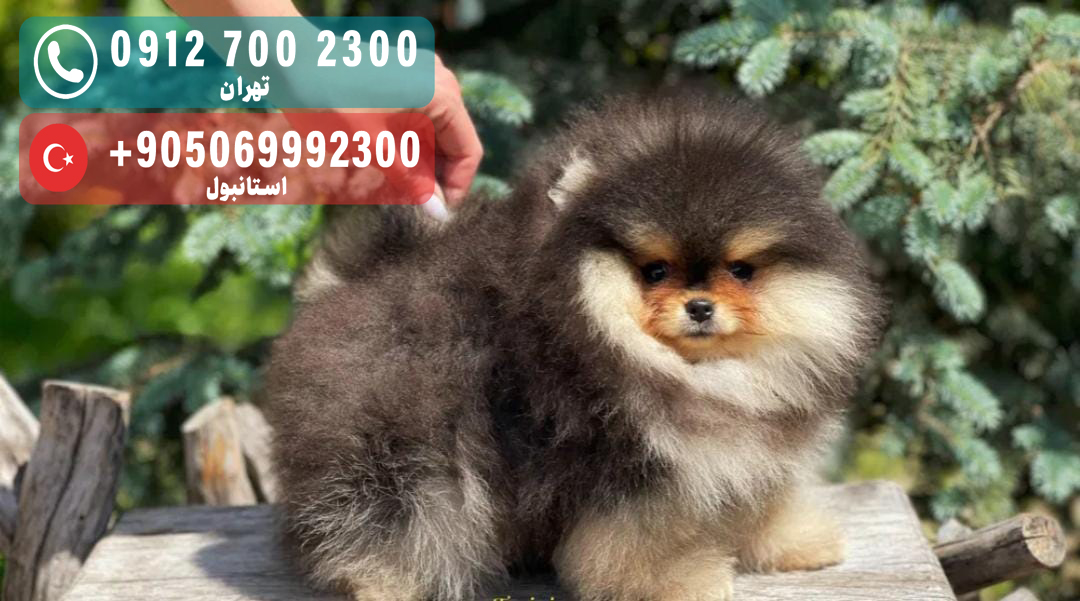 بلک اند تن